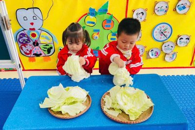 BÉ KHÉO TAY – HỌC KỸ NĂNG SỐNG QUA HOẠT ĐỘNG TÁCH LÁ BẮP CẢI